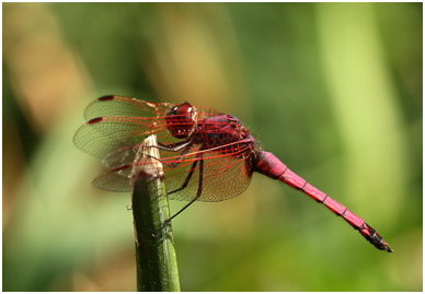 Trithemis annulata haematina